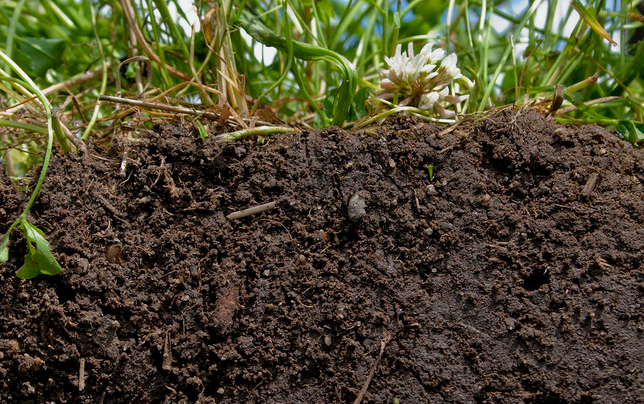 FAO Soil Map